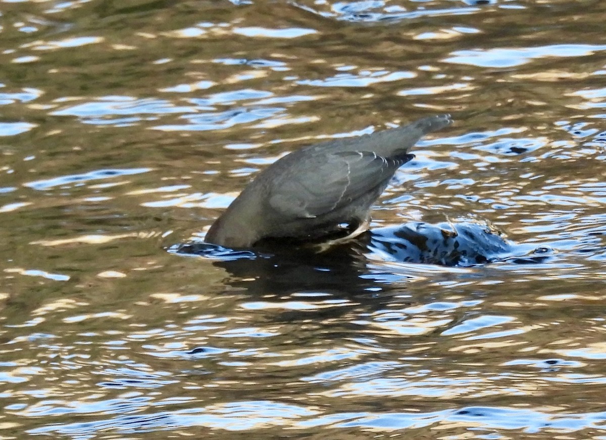 gråfossekall - ML647170618