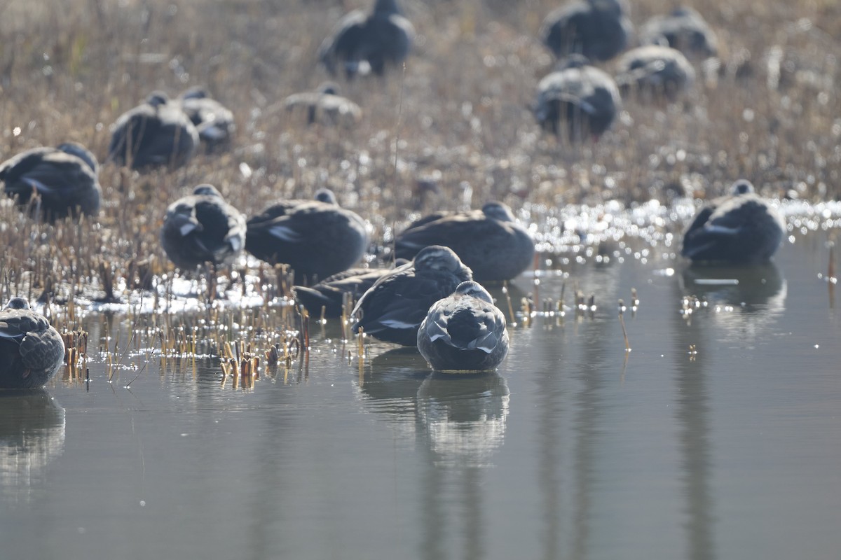Eastern Spot-billed Duck - ML647170628