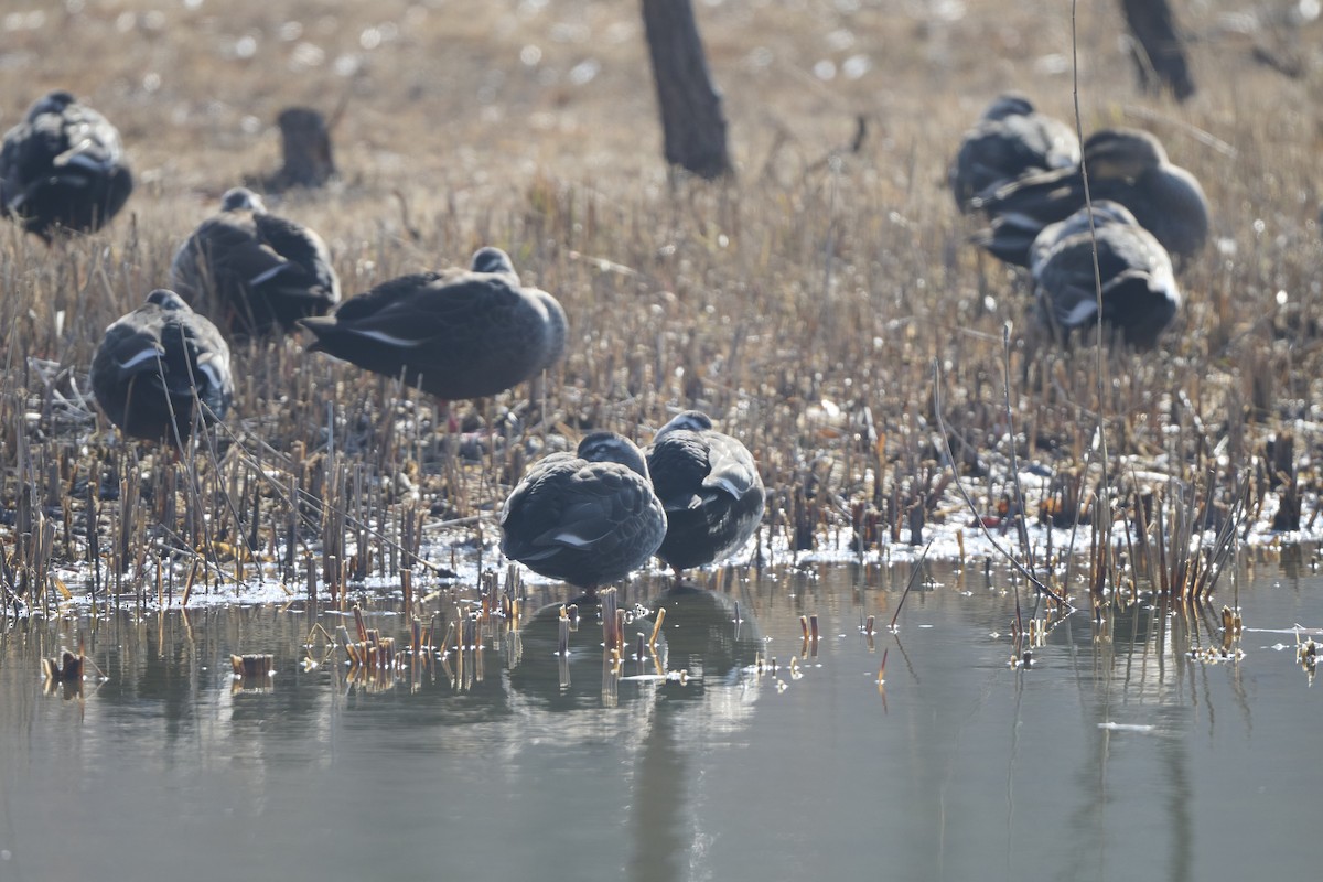 Eastern Spot-billed Duck - ML647170629
