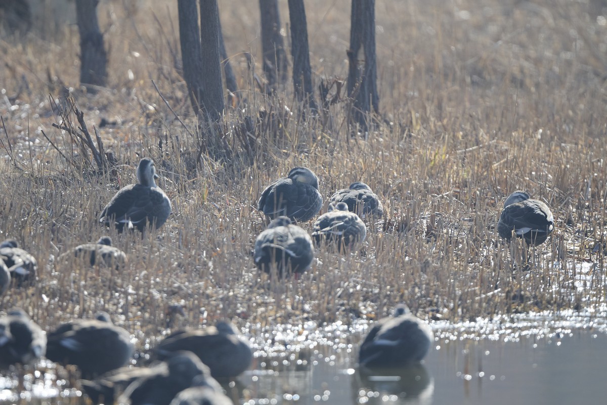 Eastern Spot-billed Duck - ML647170630