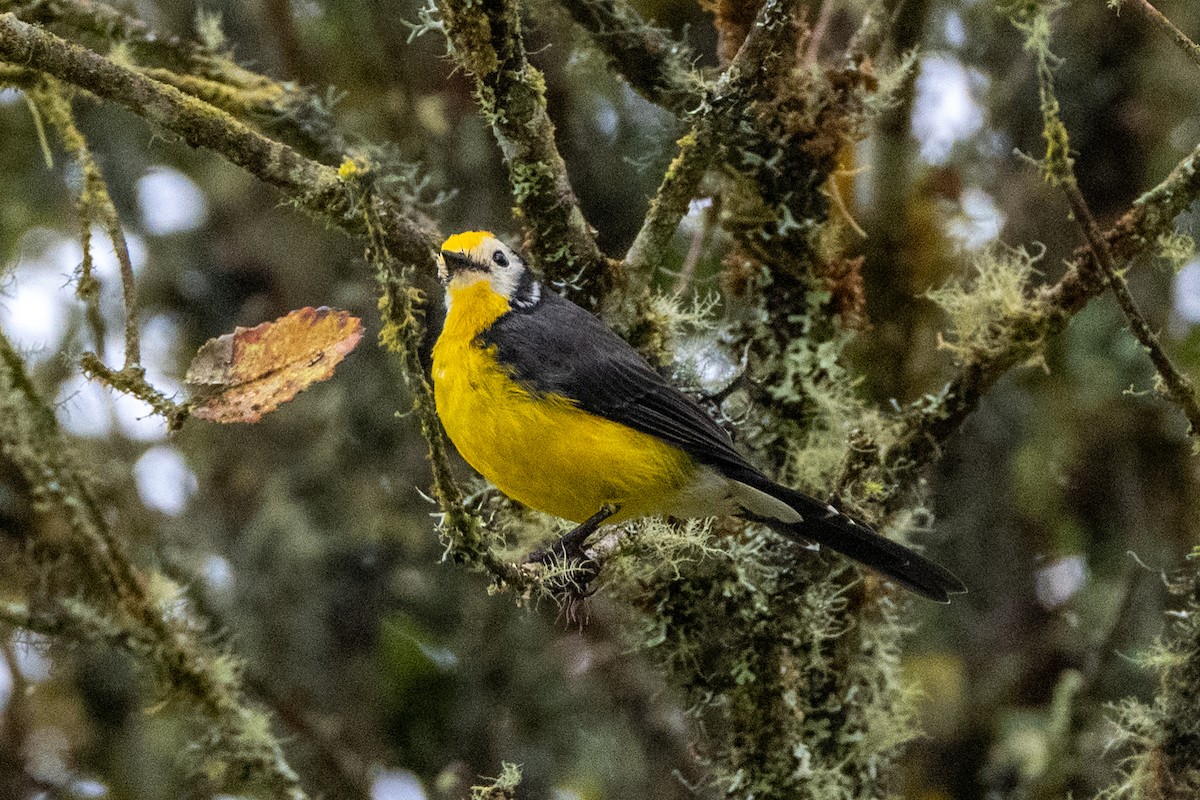 Süslü Ötleğen - ML647170631