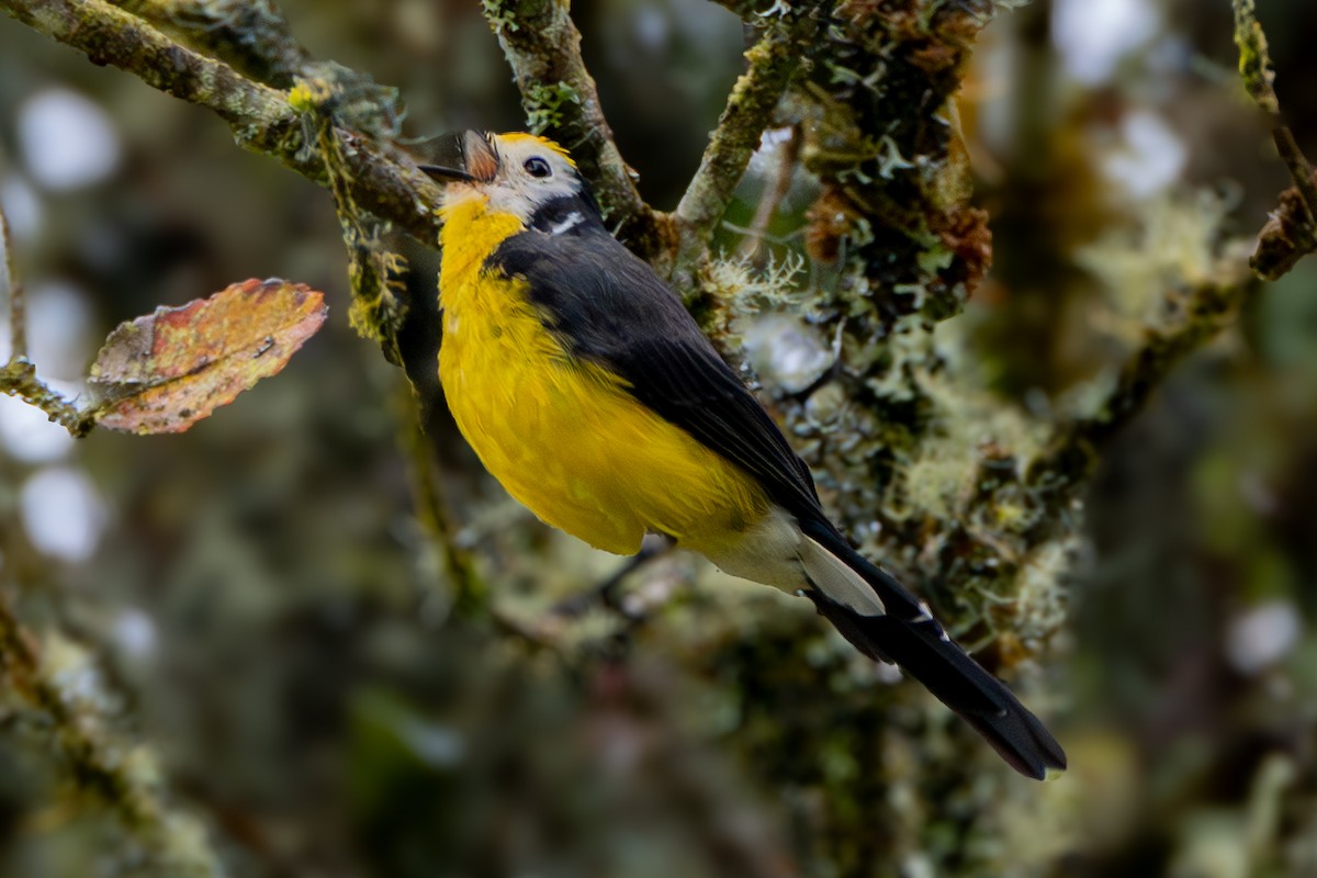 Süslü Ötleğen - ML647170632