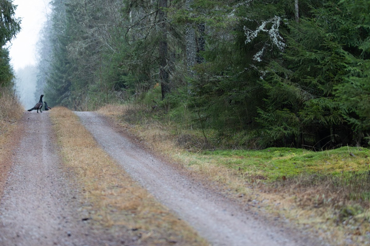 tetřev hlušec - ML647170636