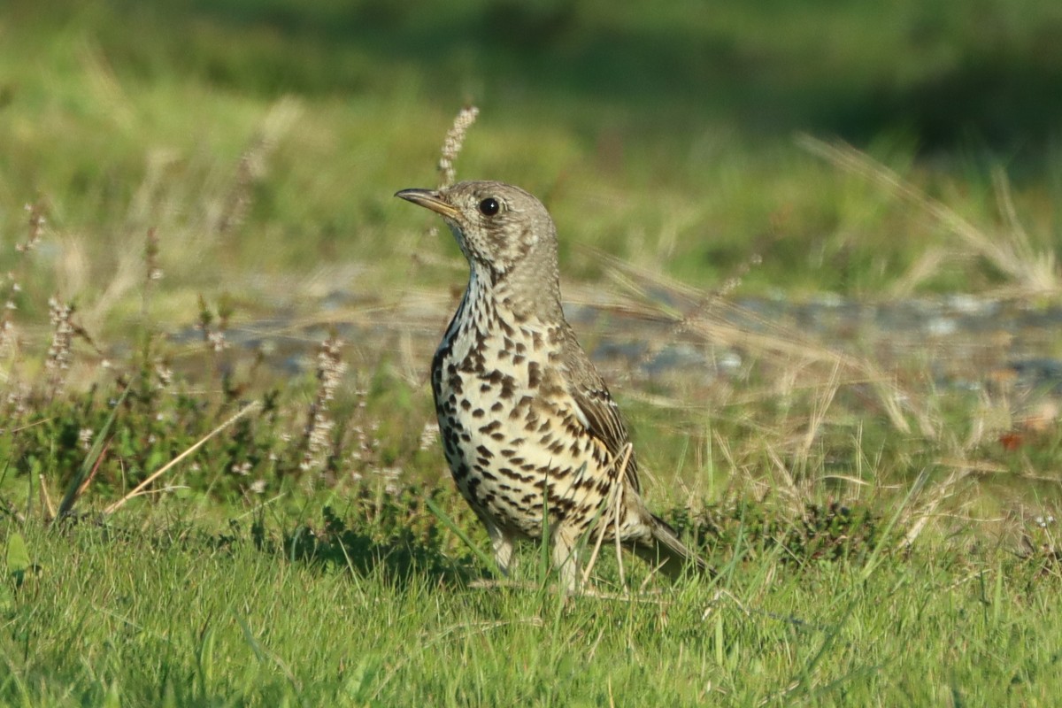 Grive draine - ML647170637