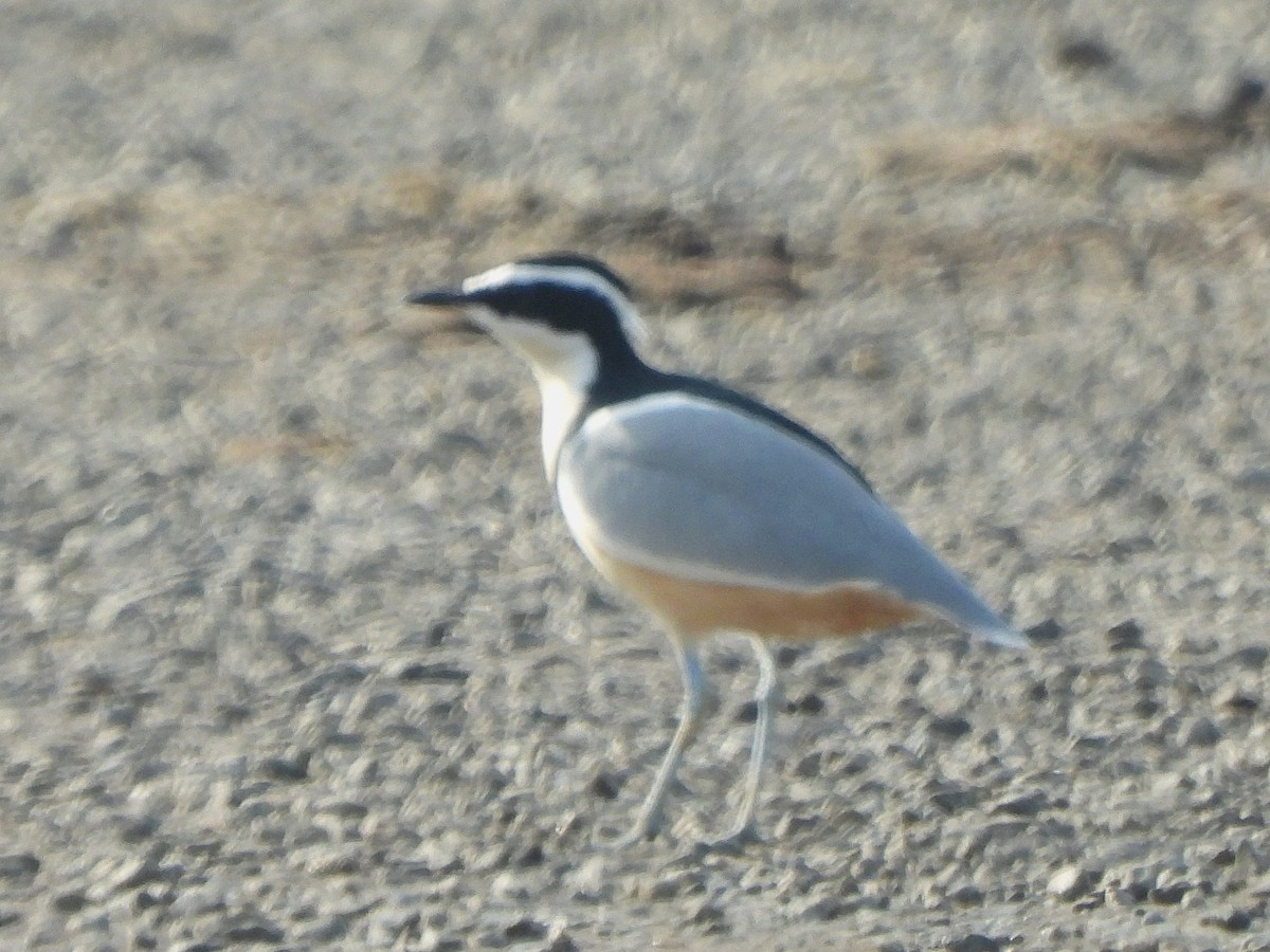 ナイルチドリ - ML647170703