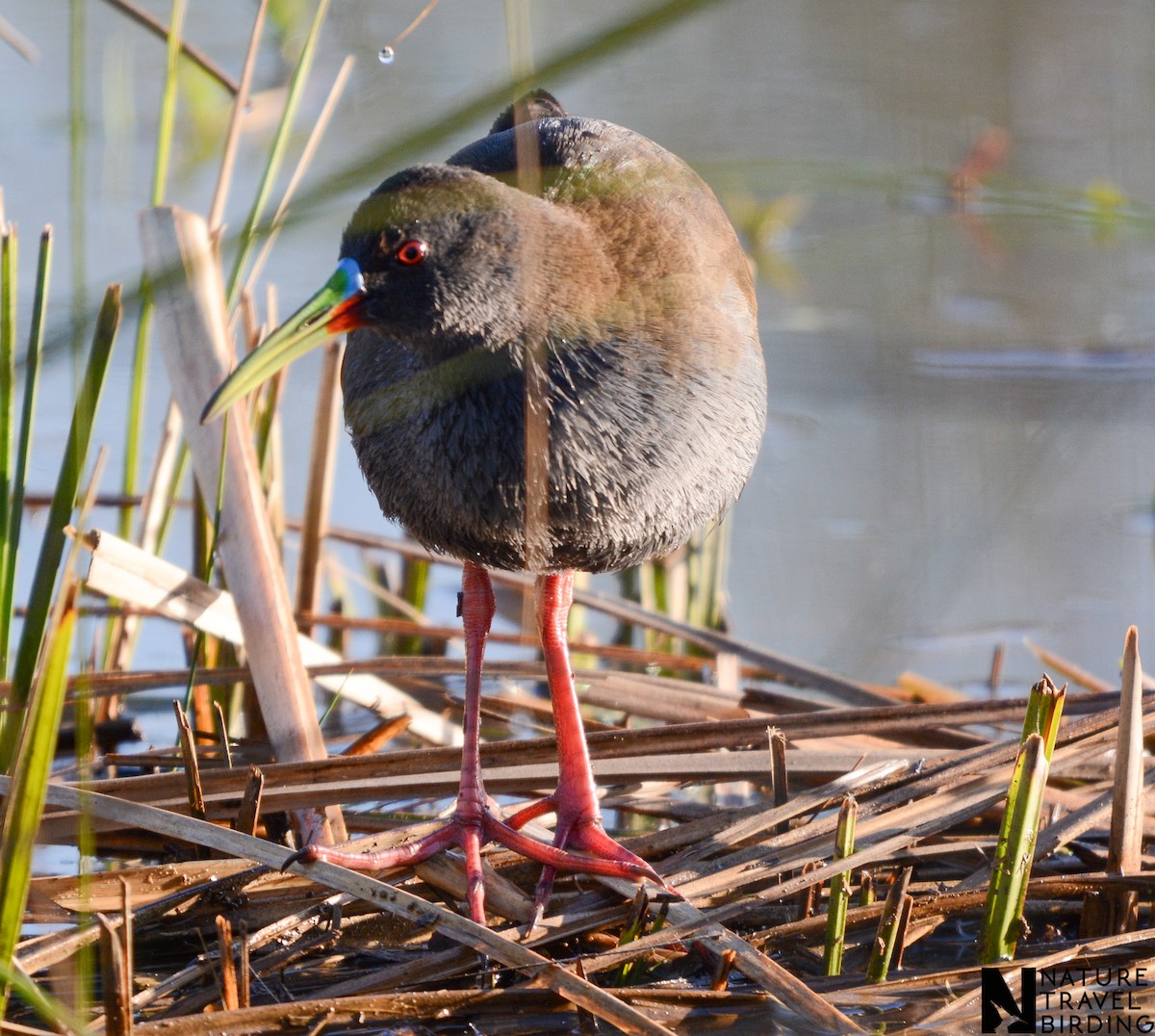 Kurşuni Sukılavuzu - ML647170705