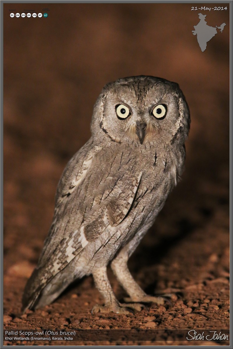 Pallid Scops-Owl - ML64717071