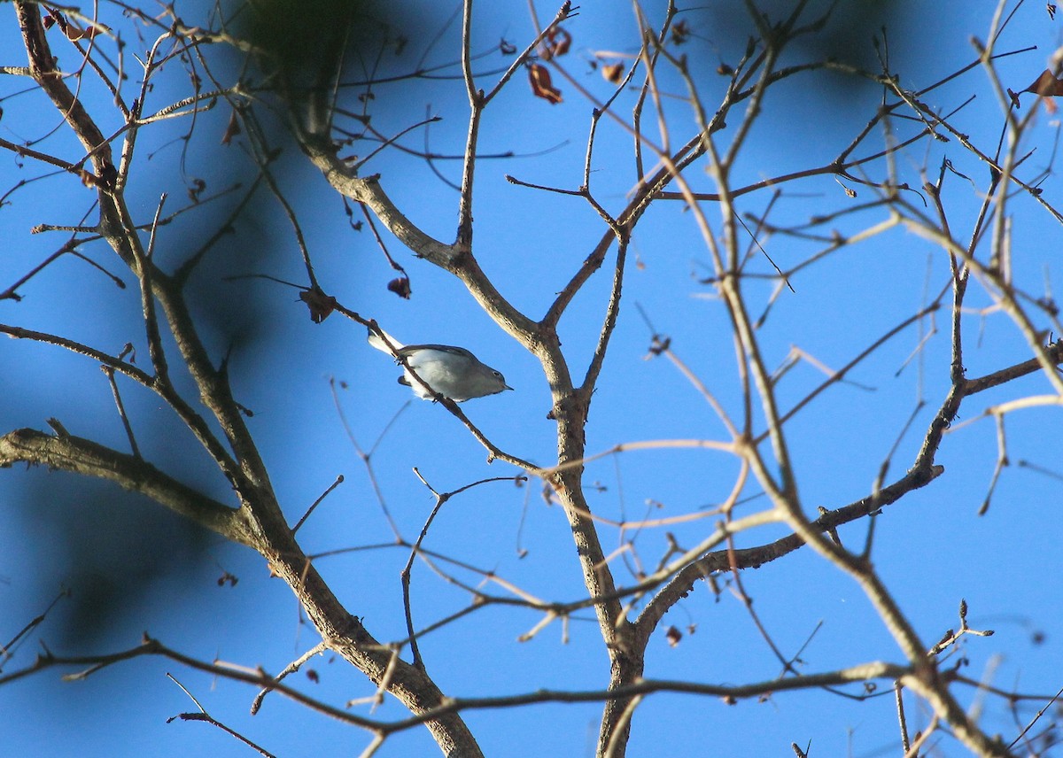 Blue-gray Gnatcatcher - ML647170714