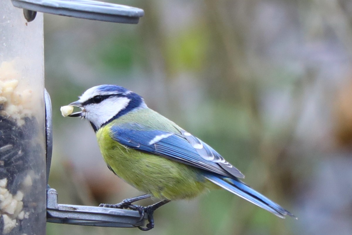 sýkora modřinka - ML647170718