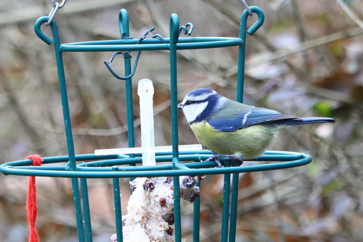 sýkora modřinka - ML647170724