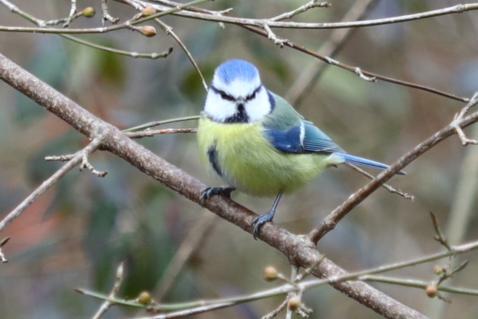 sýkora modřinka - ML647170729