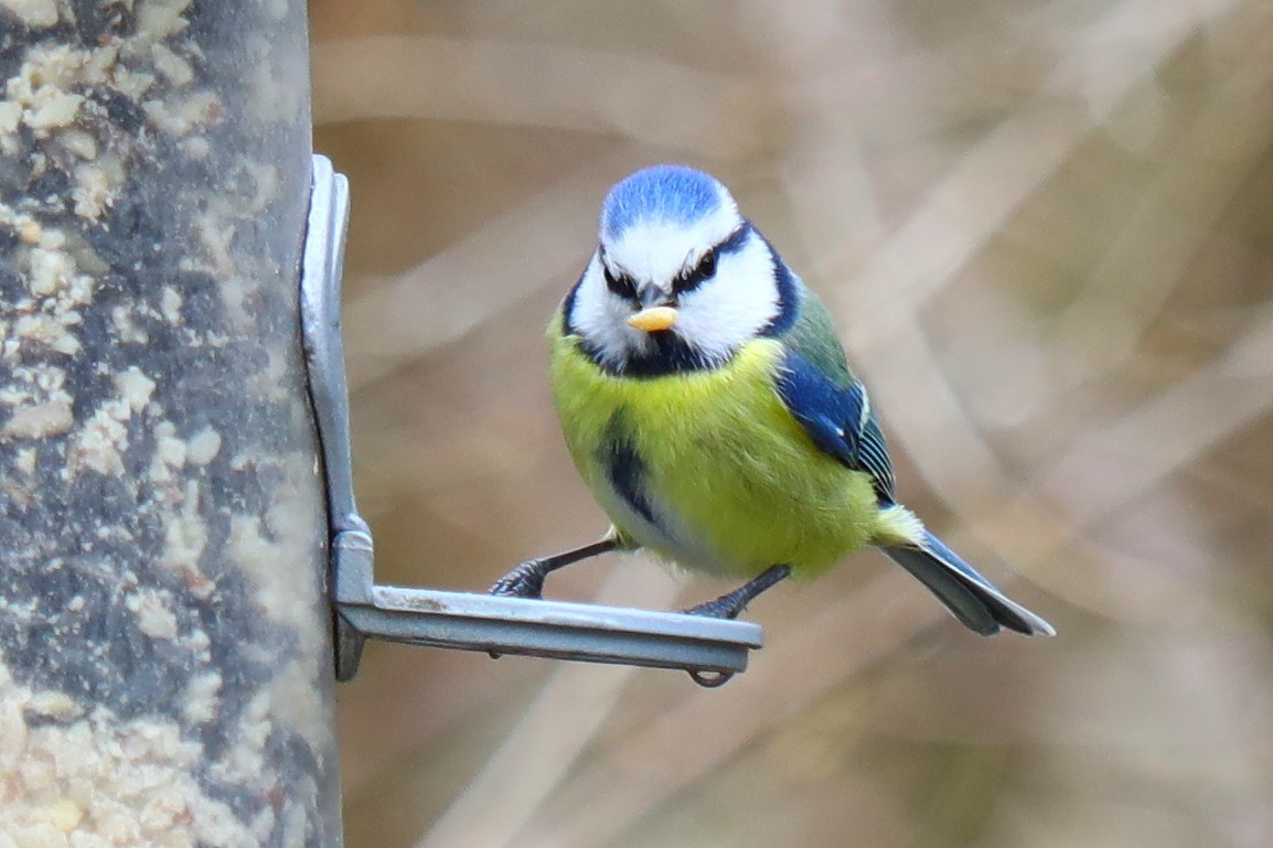 sýkora modřinka - ML647170730