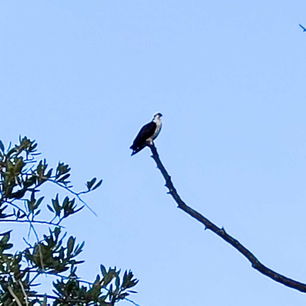 Osprey - ML647170732