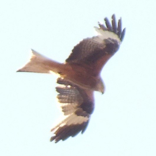 Red Kite - ML647170733