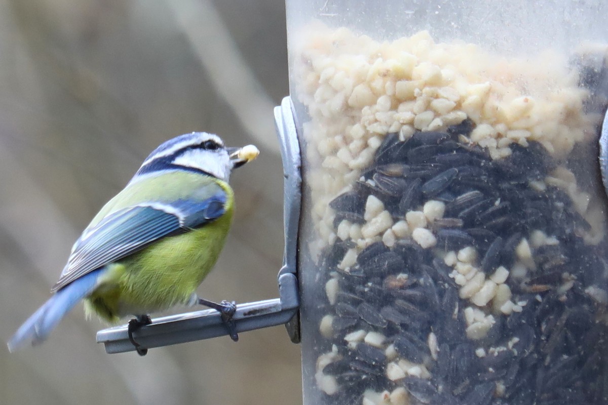 sýkora modřinka - ML647170737