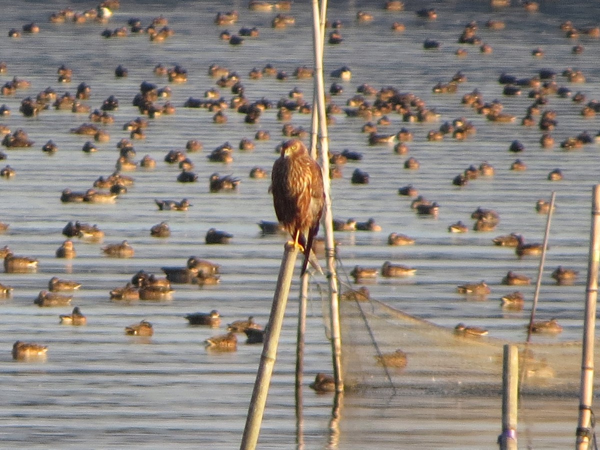 Eastern Marsh Harrier - ML647170739