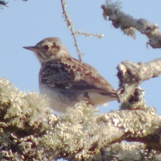 Wood Lark - ML647170741