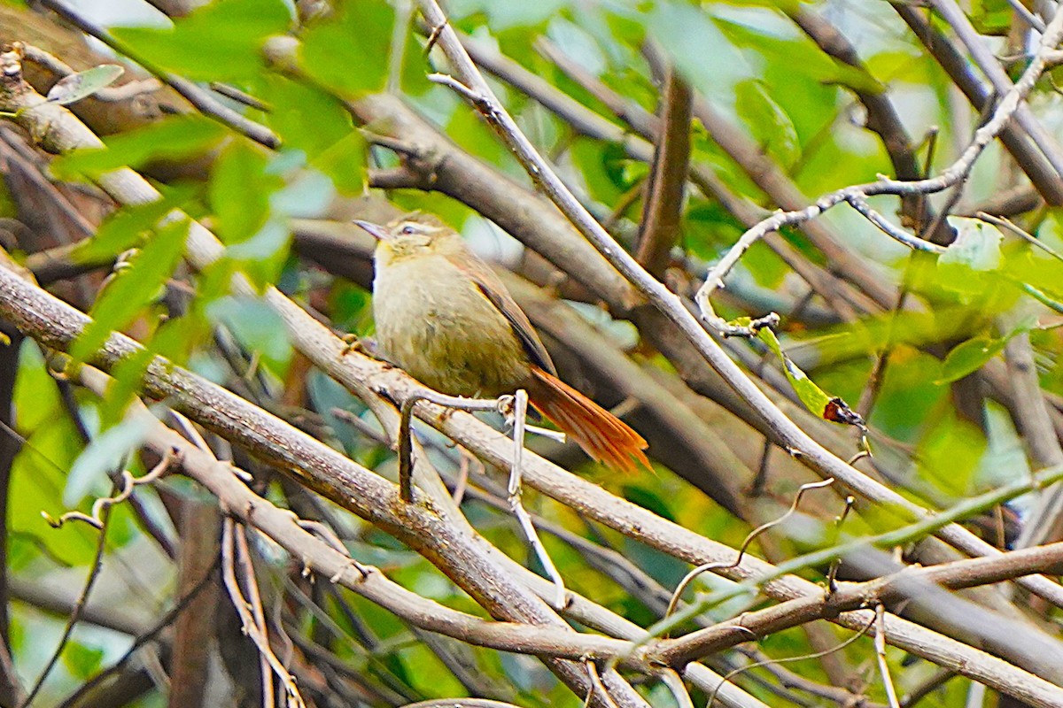 Olive Spinetail - ML647170743
