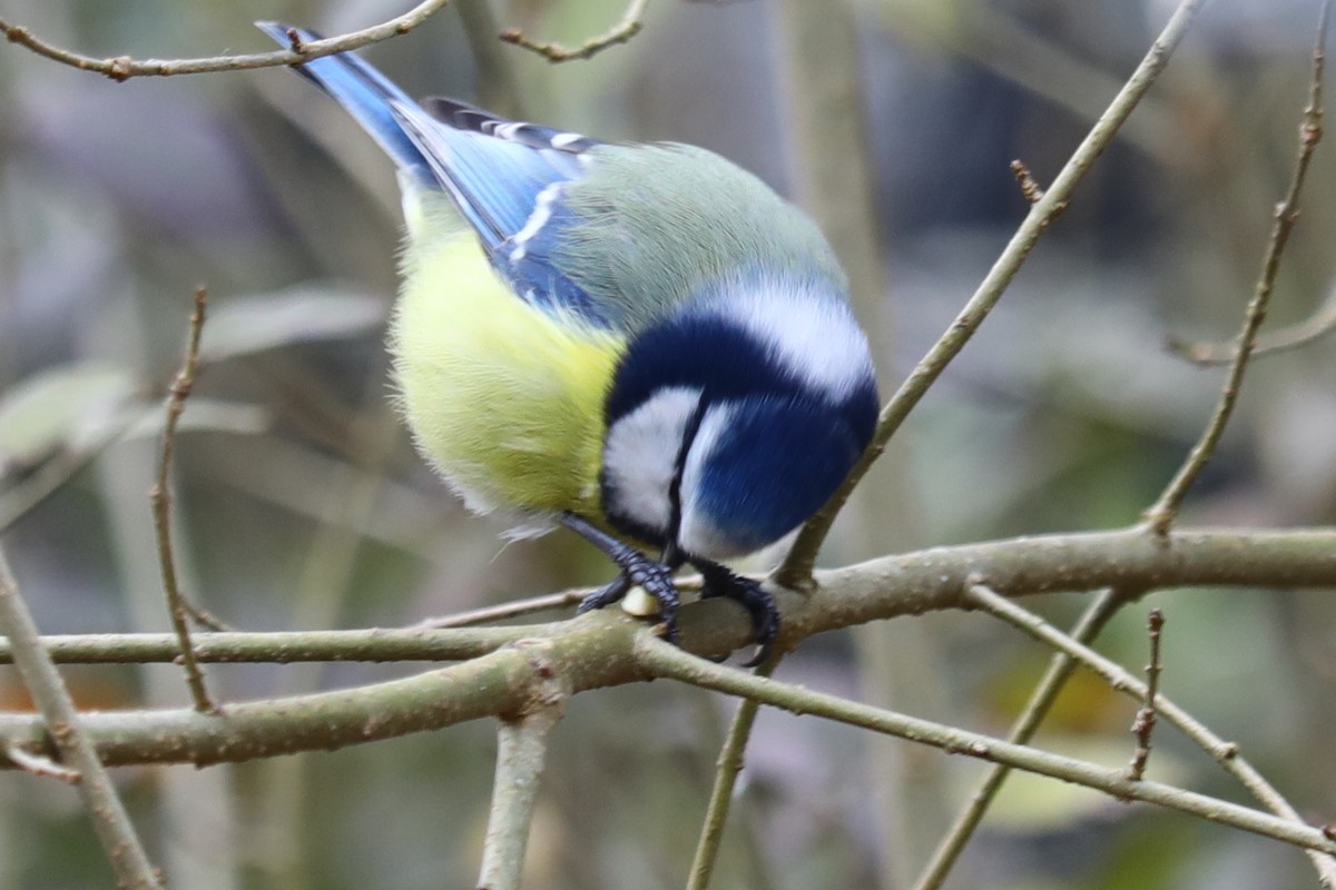 sýkora modřinka - ML647170747