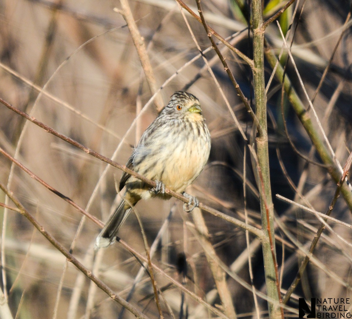 Рара червоновола - ML647170748