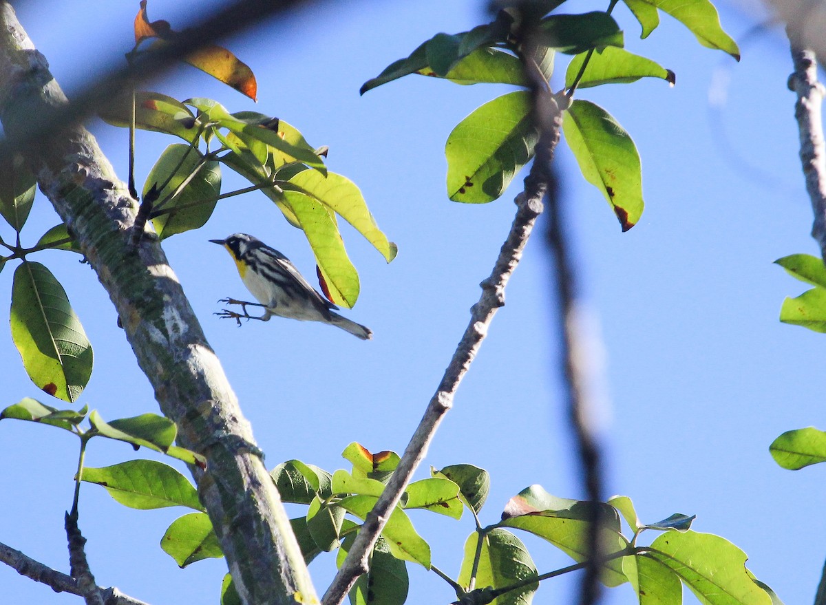 Goldkehl-Waldsänger - ML647170753