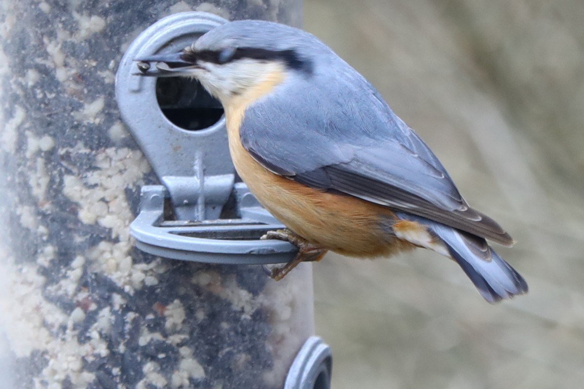 Sıvacı - ML647170754