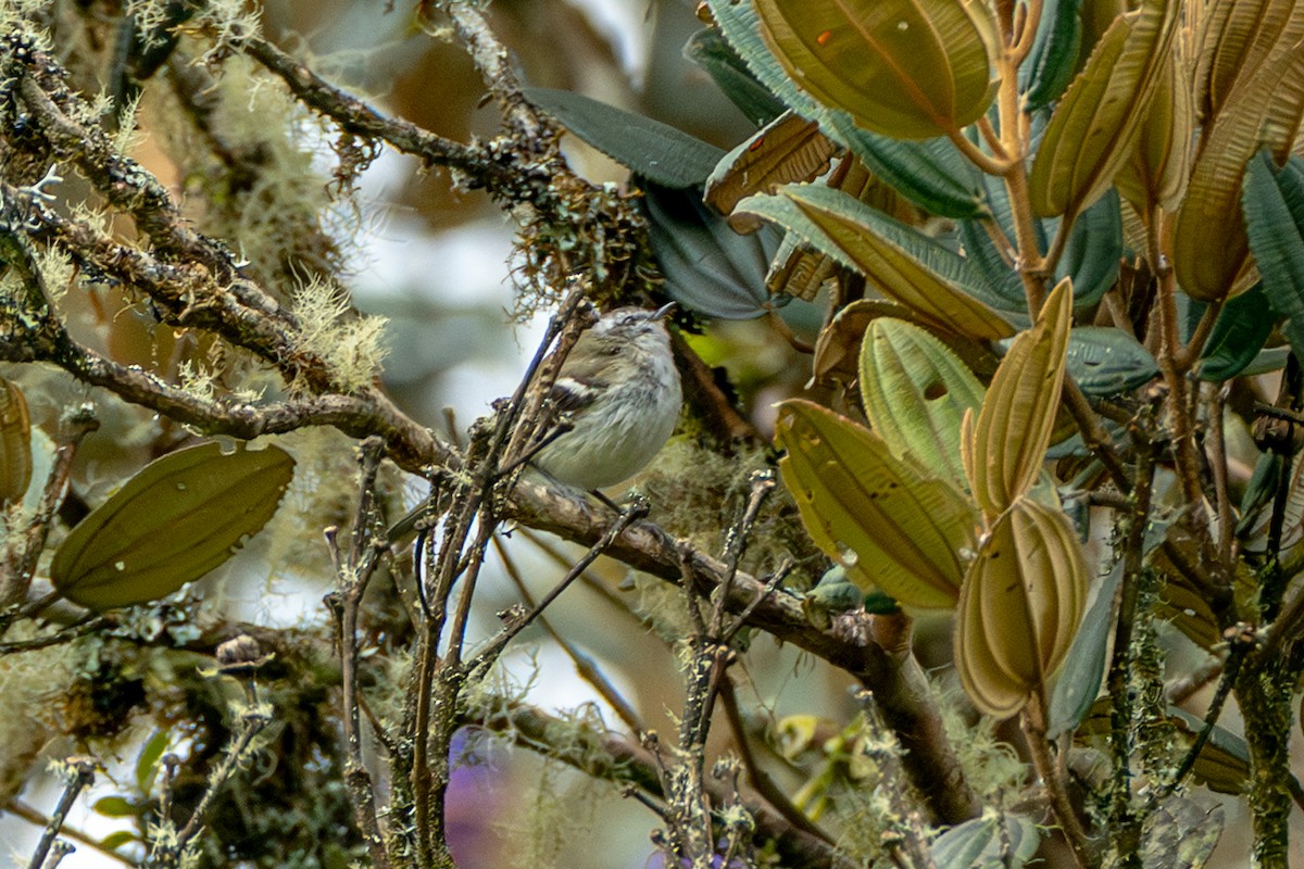 Ak Şeritli Tiranulet - ML647170755