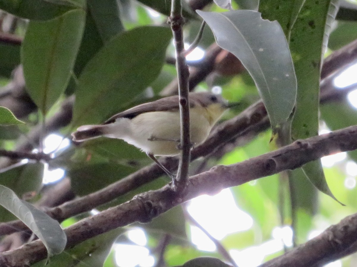 Sarı Göğüslü Gerigon - ML647170756