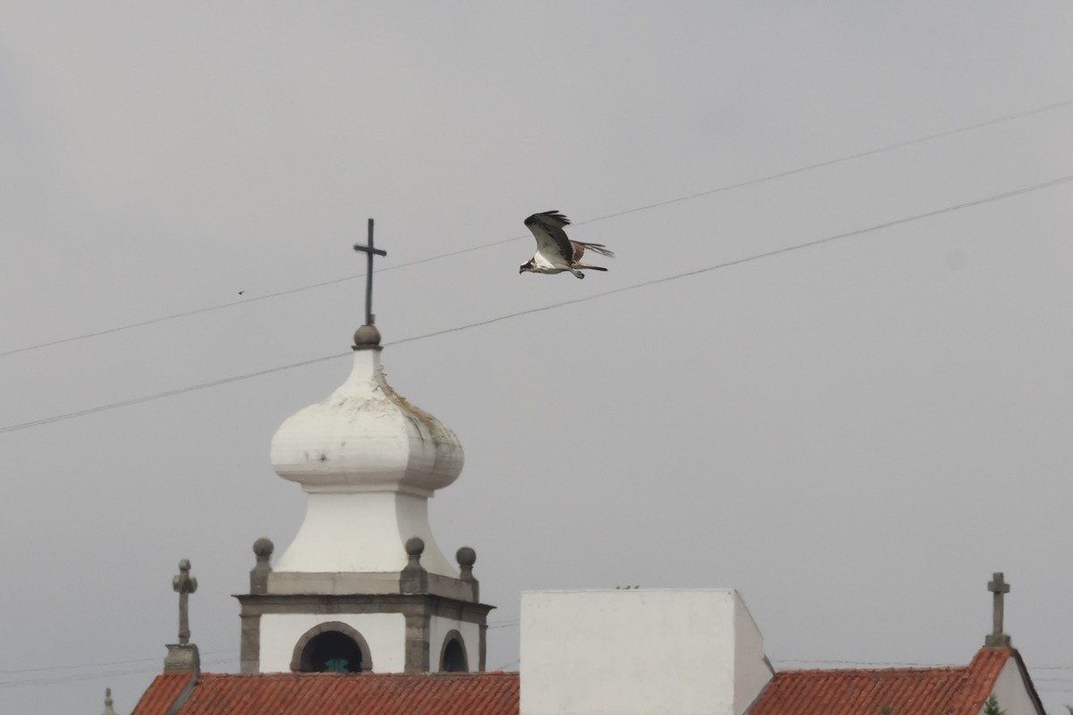 Balık Kartalı - ML647170757