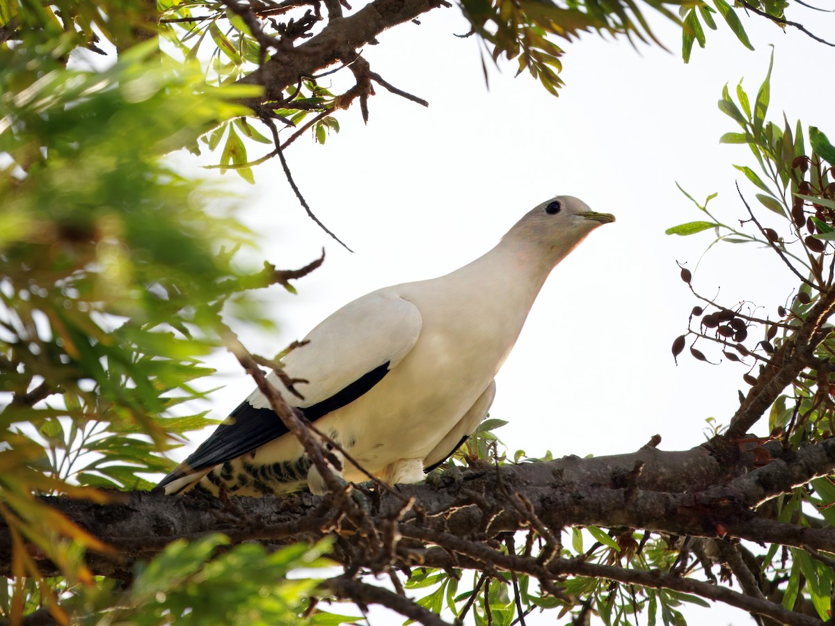 Akça Has Güvercin - ML647170759