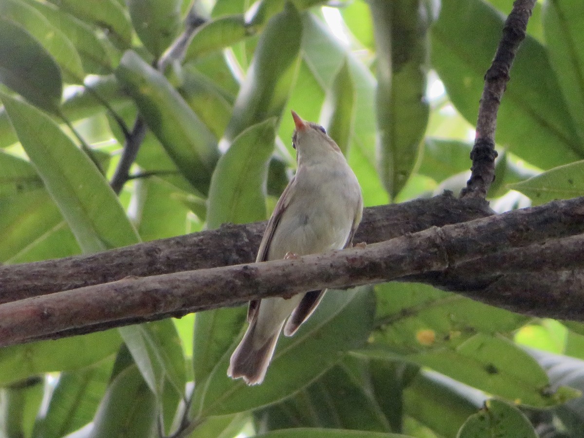 Kuzey Çıvgını - ML647170760