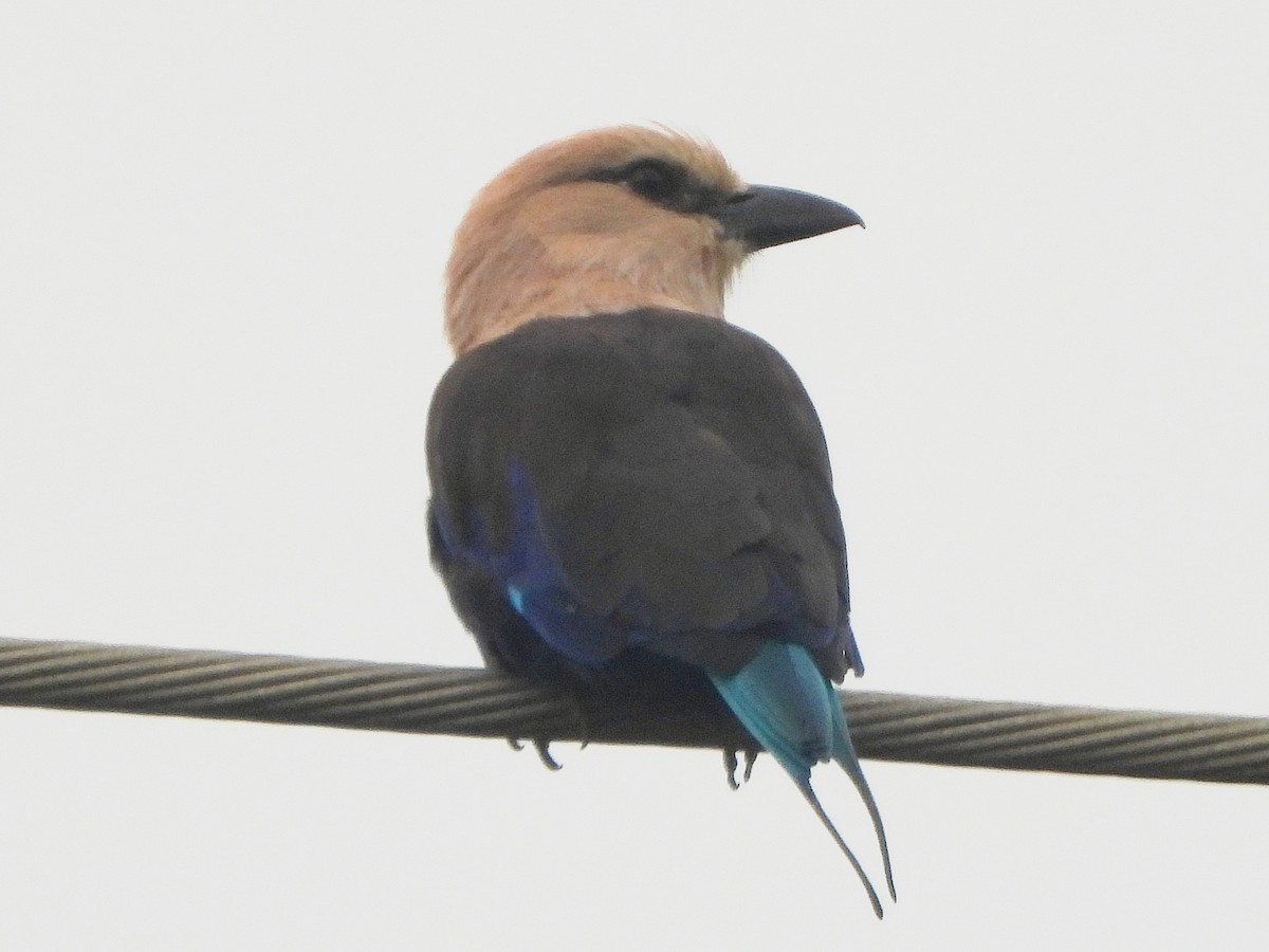 Lacivert Karınlı Gökkuzgun - ML647170761