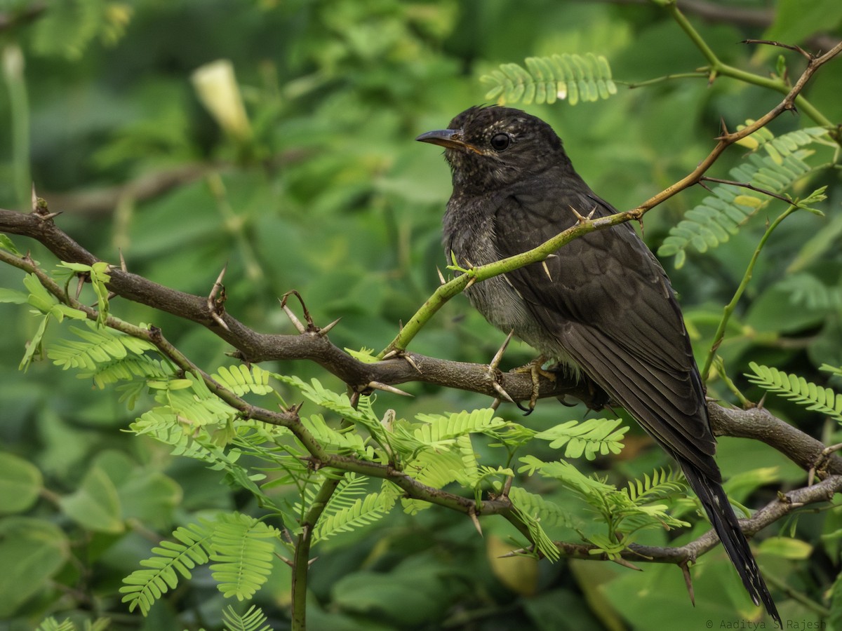 Gri Guguk - ML647170762