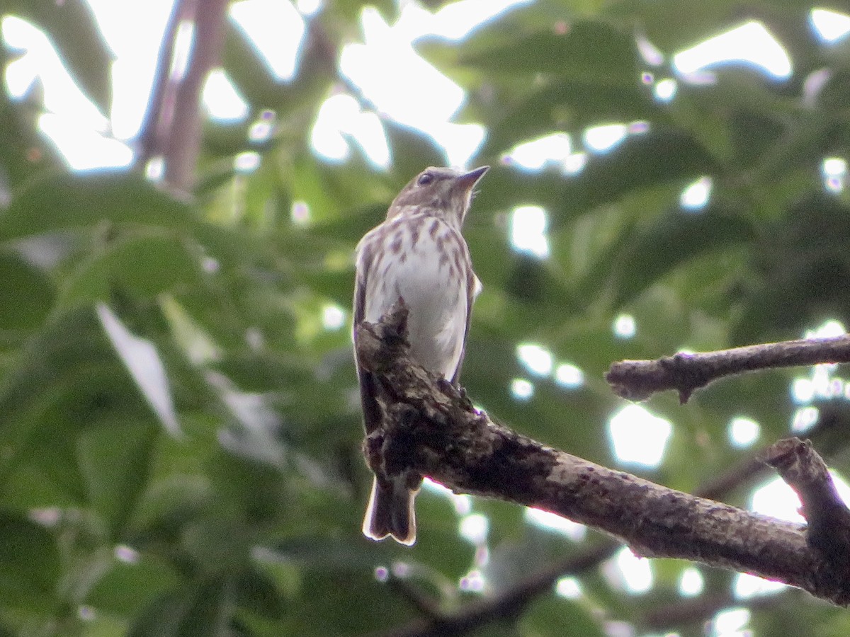 Boz Çizgili Sinekkapan - ML647170765