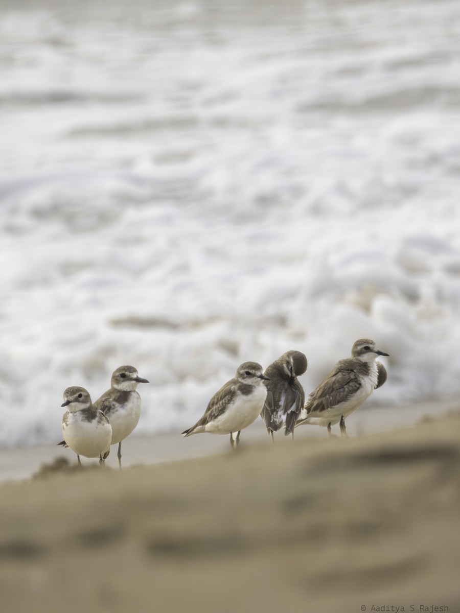 Tibet Cılıbıtı - ML647170767