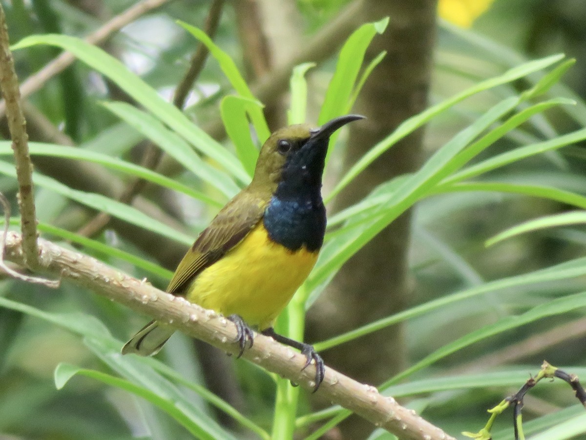 Filipin Bahçe Nektarkuşu - ML647170768