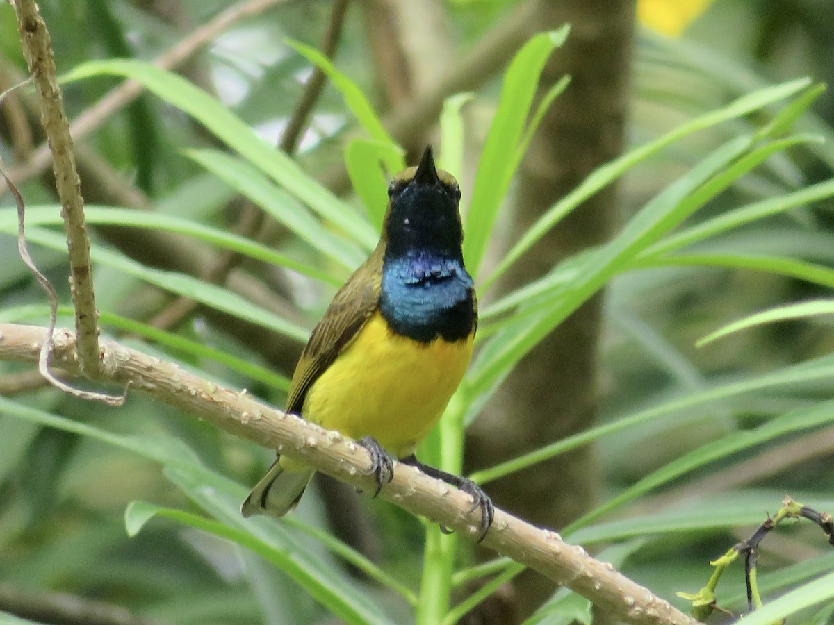 Filipin Bahçe Nektarkuşu - ML647170769