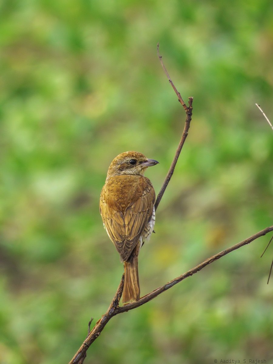 紅背伯勞 - ML647170770