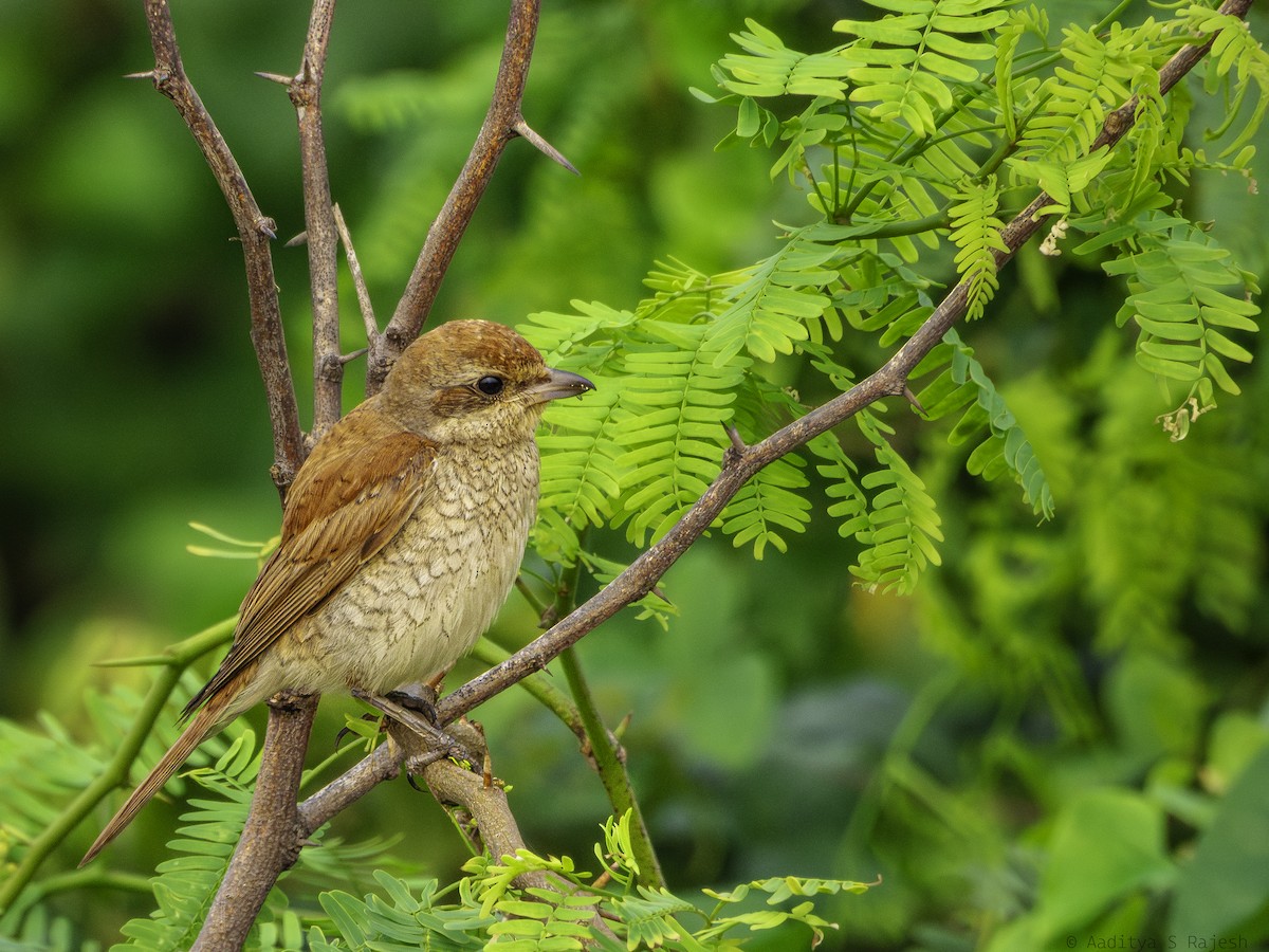 紅背伯勞 - ML647170771