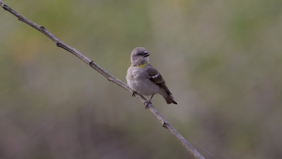 Sarı Boğazlı Serçe - ML647170772
