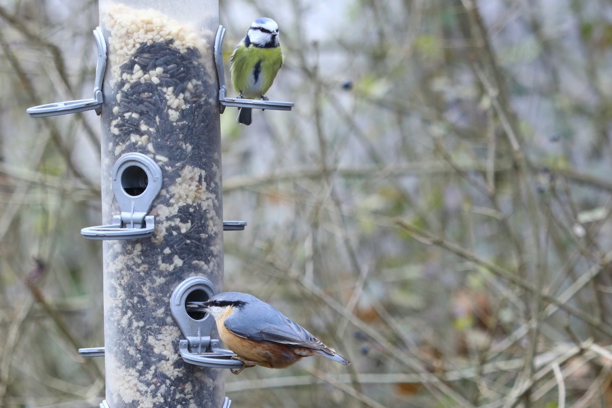 Sıvacı - ML647170774