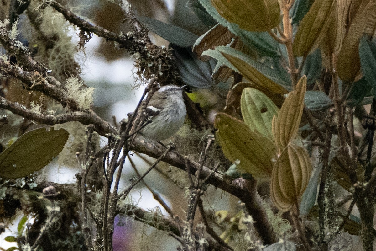 Ak Şeritli Tiranulet - ML647170776