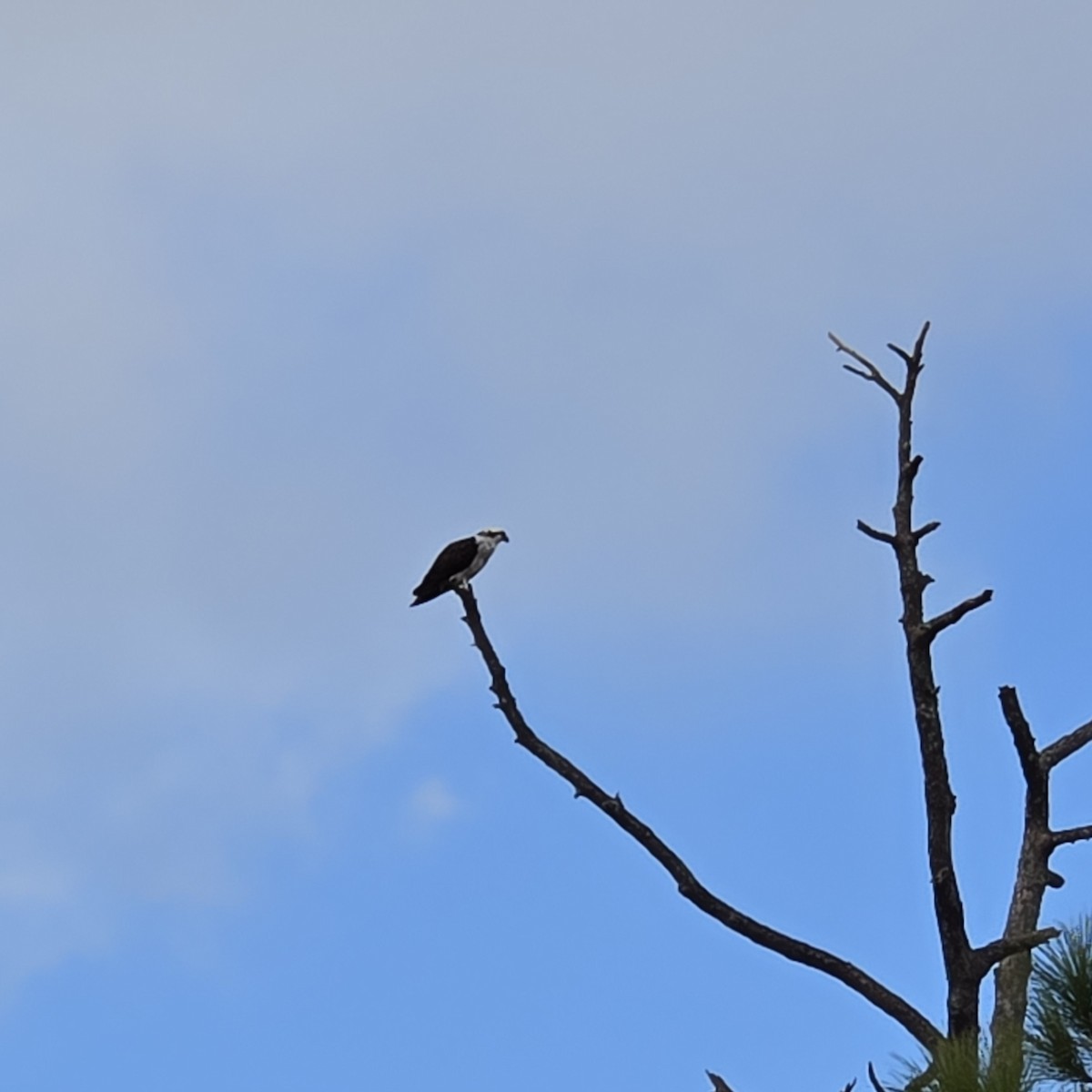 Balık Kartalı - ML647170777