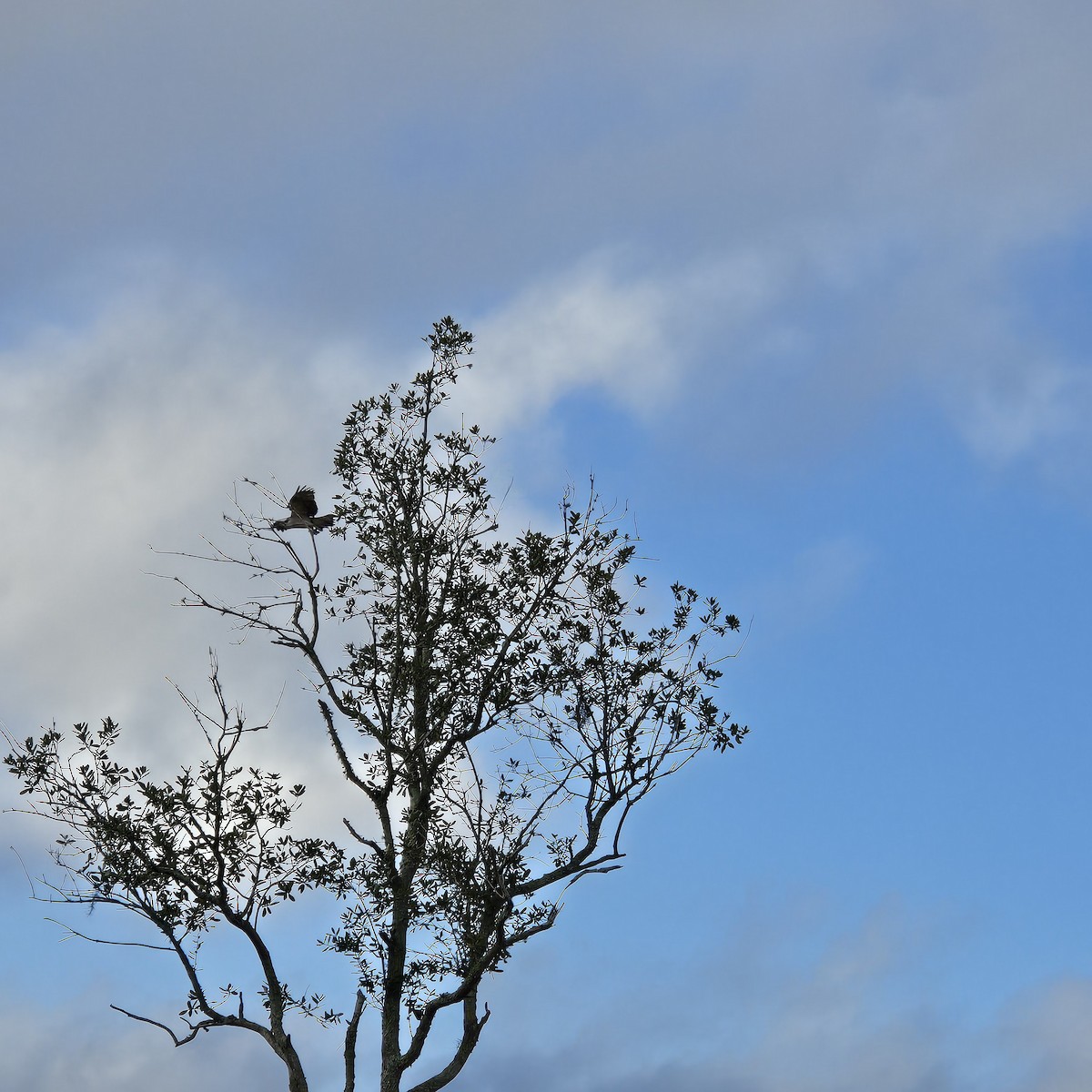 Balık Kartalı - ML647170778