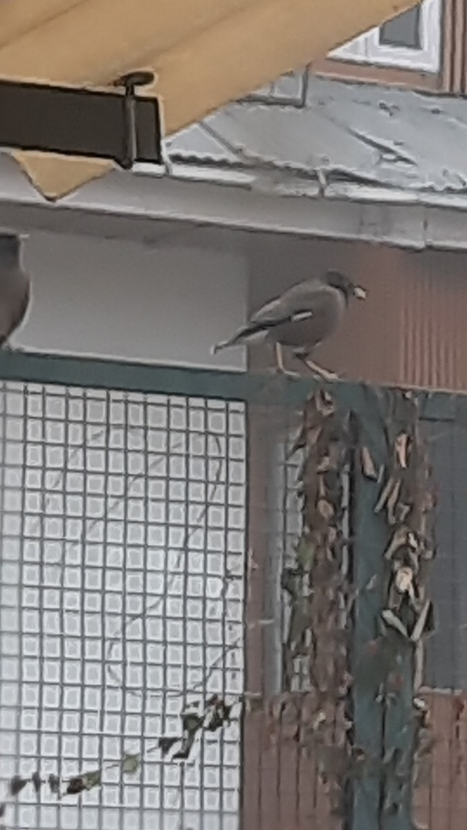 Çiğdeci - ML647170779