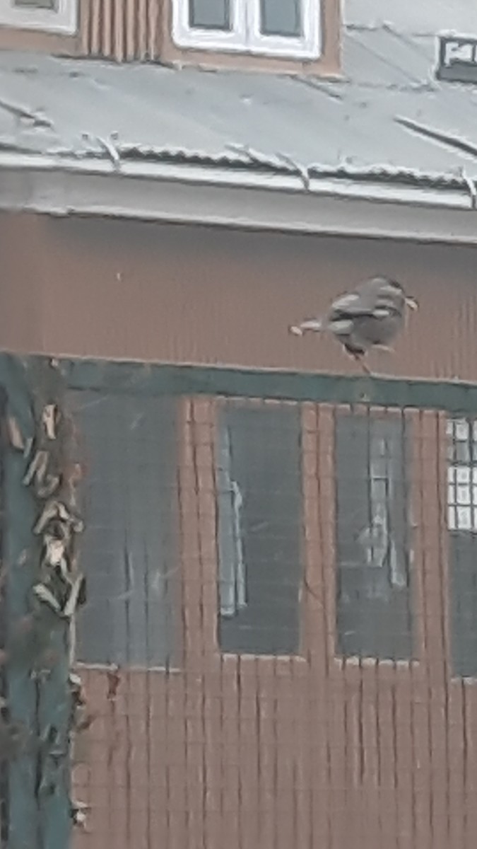 Çiğdeci - ML647170780