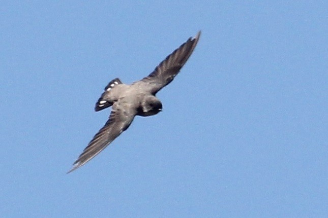 Kaya Kırlangıcı - ML647170790