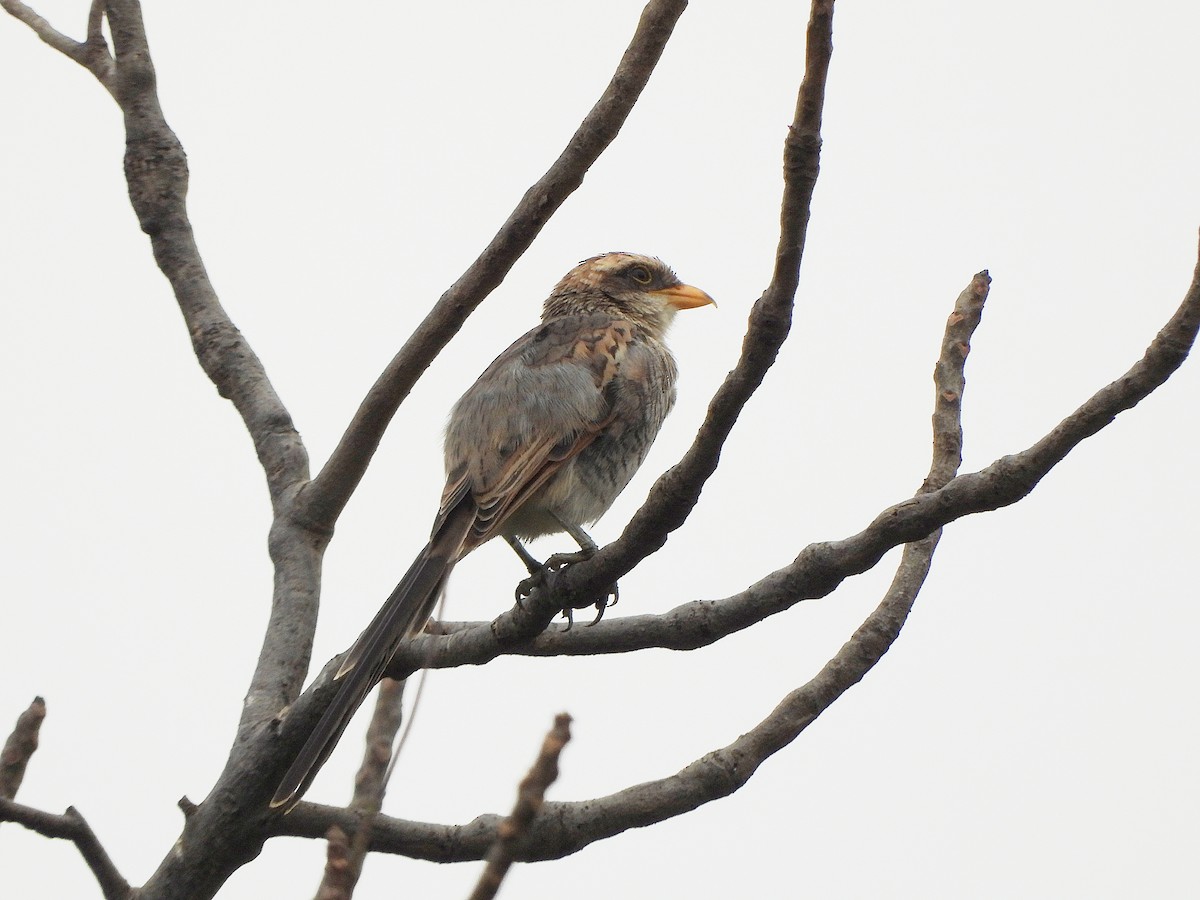 Sarı Gagalı Örümcekkuşu - ML647170791