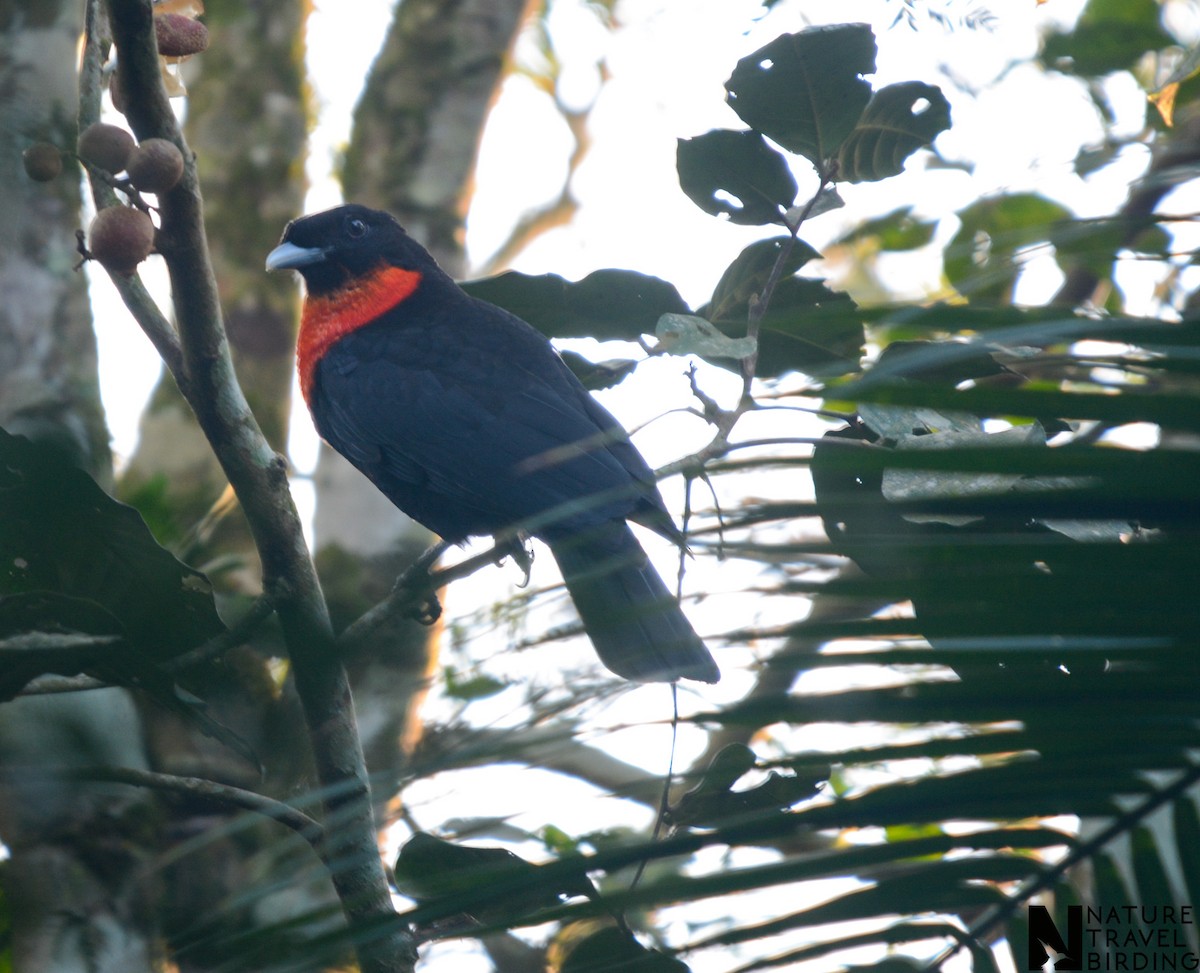 Coracine ignite - ML647170795