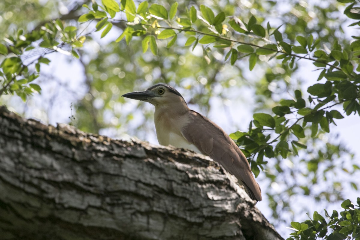 Bihoreau cannelle - ML647170797